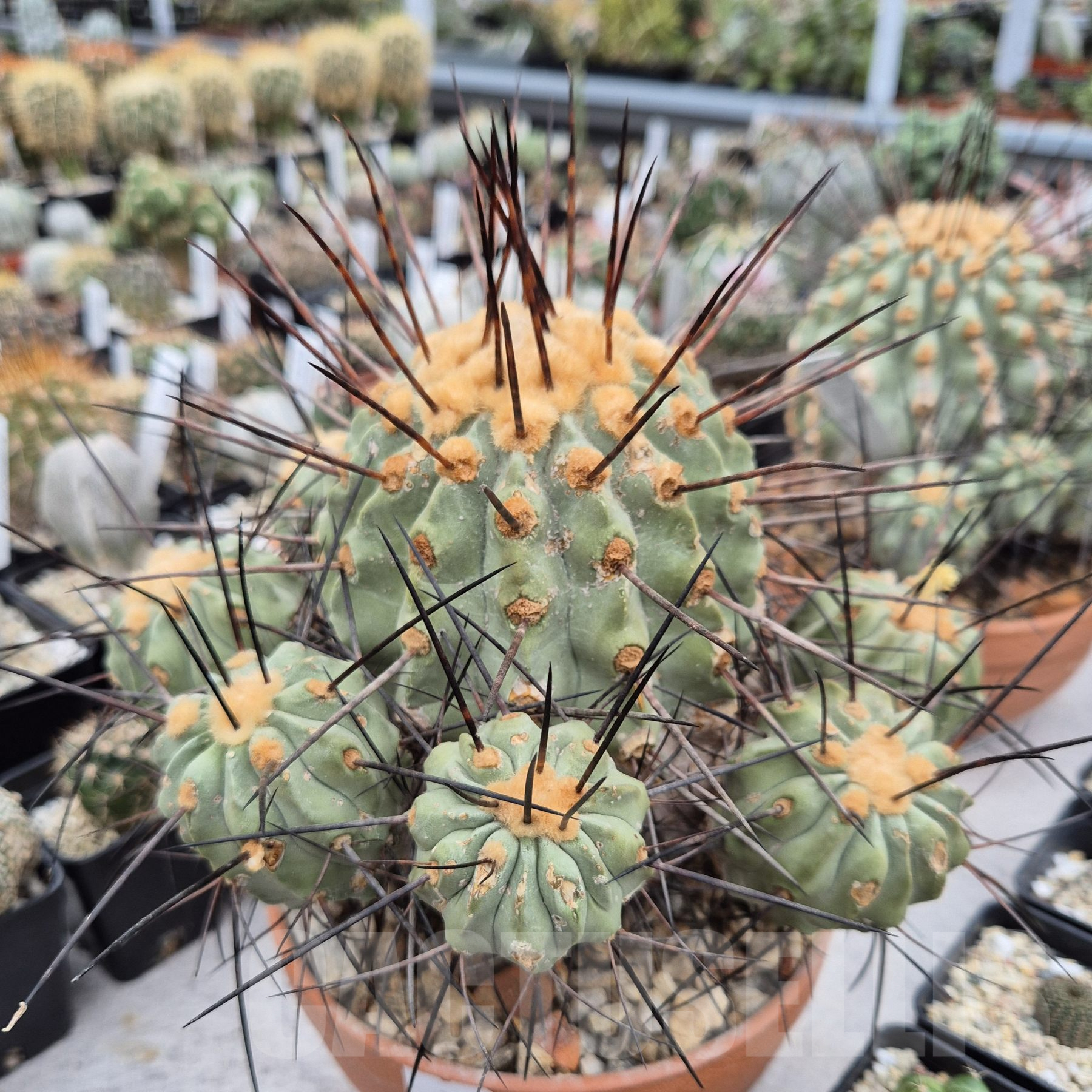 LOT783 10SEEDS Copiapoa dealbata 'carrizalensis' Quebrada Mala 10356