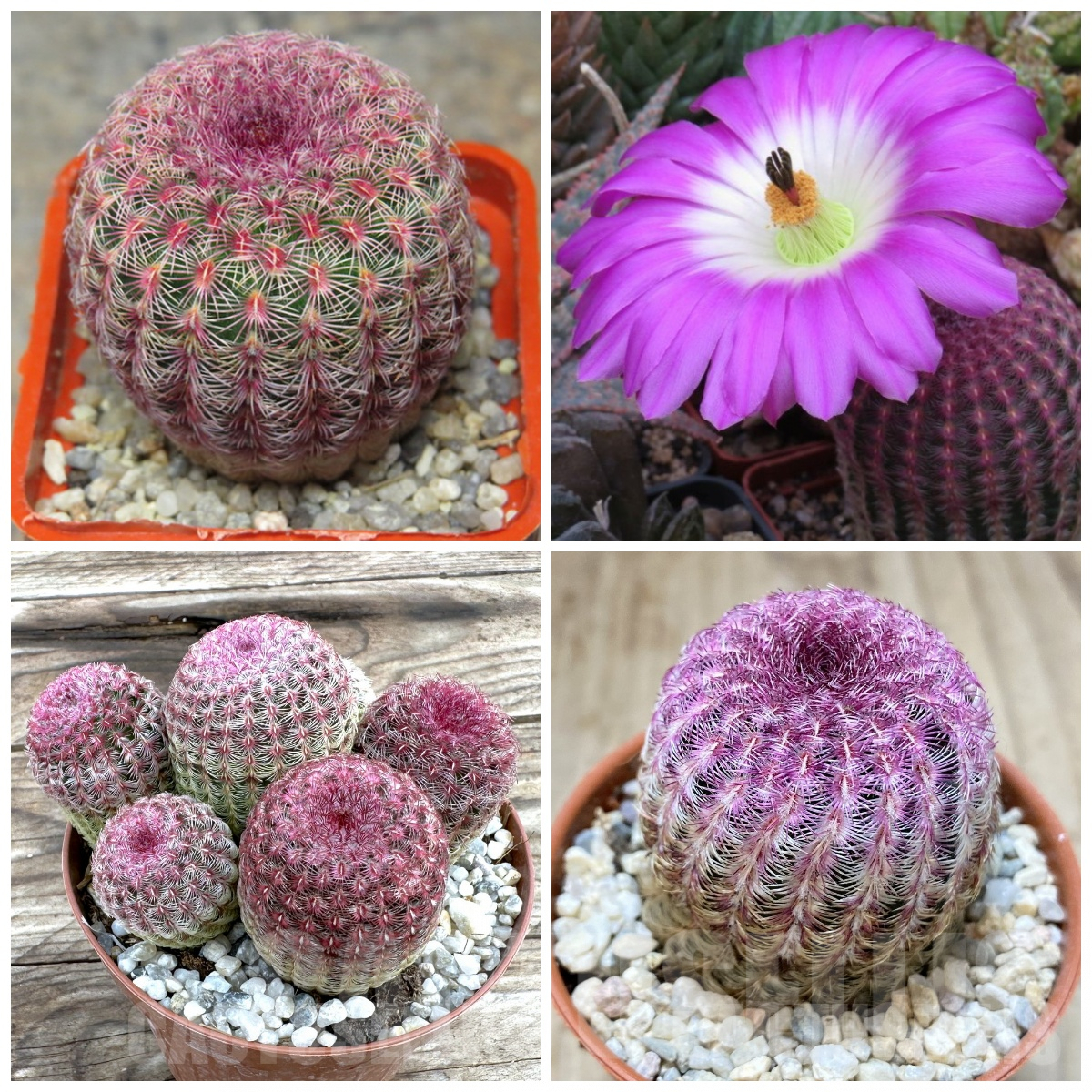 LOTVVG867 Echinocereus rigidissimus v. rubispinus 20 seeds harvest 2023