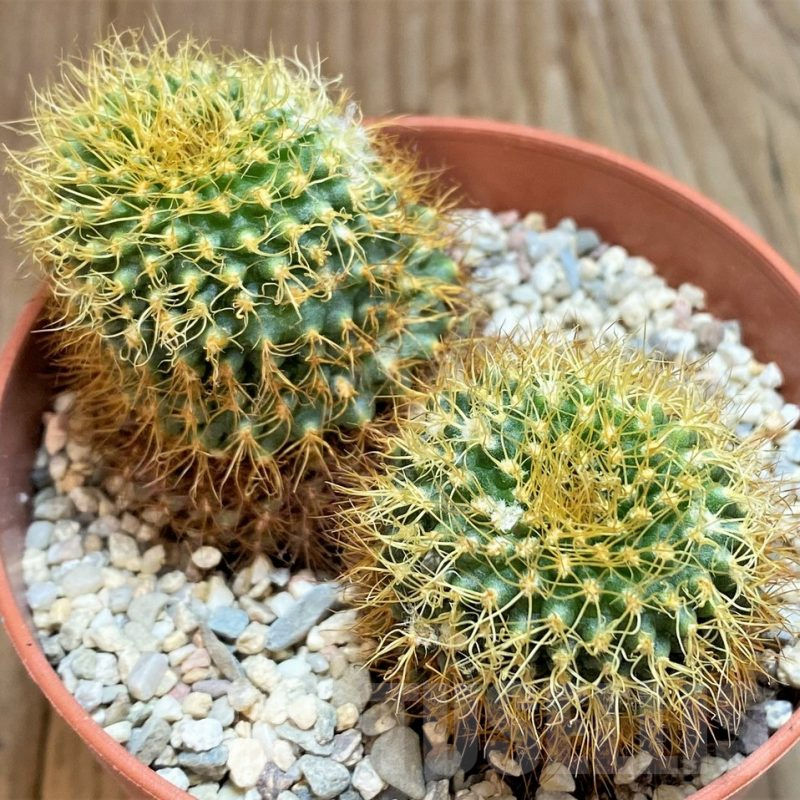 LOT868 20 SEEDS Frailea magnifica v.curvispina 2024