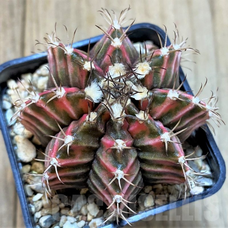 LOT879 10 SEEDS Gymnocalycium mihanovichii f.variegata NE77, 2024