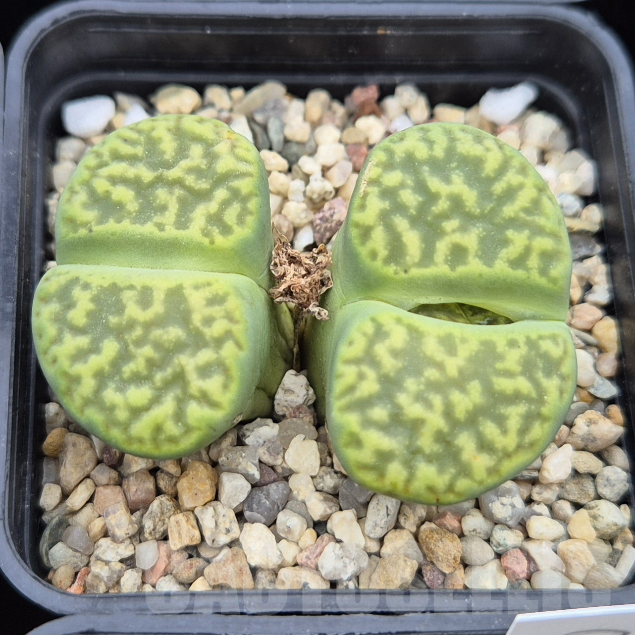 LOT884 50 SEEDS Lithops bromfieldii 'Sulphurea' harvest 2023
