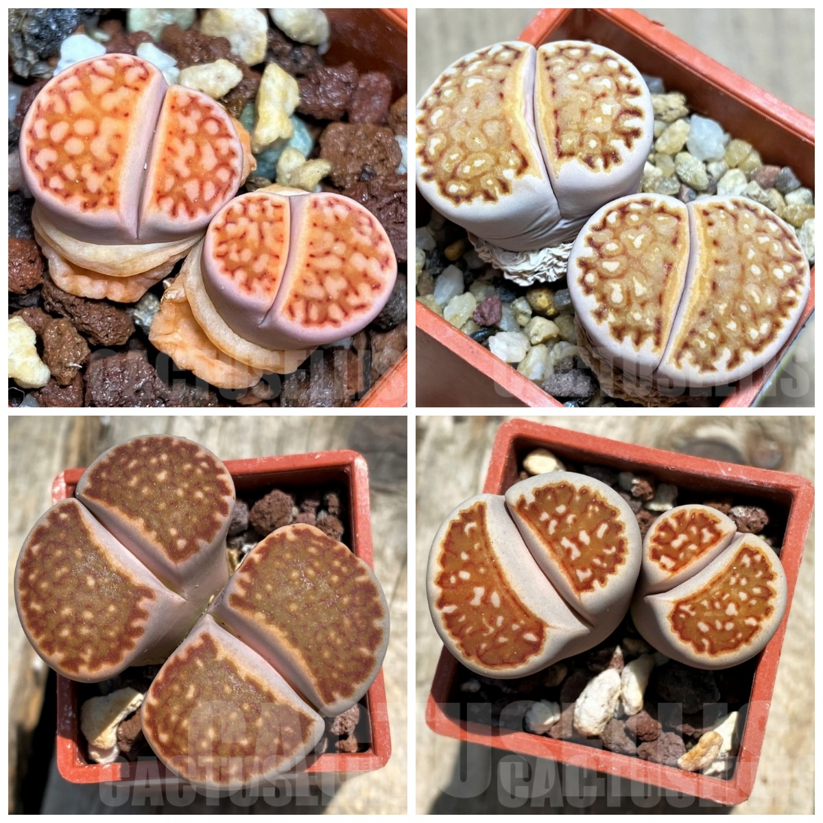 LOT882 50 SEEDS Lithops julii ‘Kikushogiyoku’ x hookeri harvest 2023