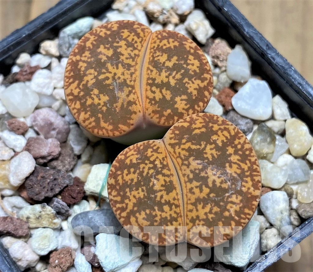 LOT267 50 SEEDS Lithops lesliei v. hornii C364, harvest 2024
