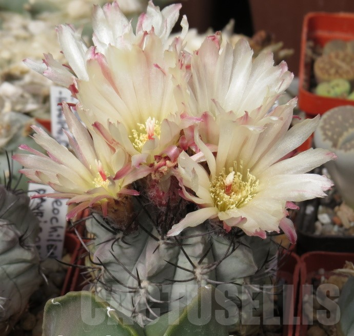 VVG41373 Neochilenia paucicostata -Blue form- 2 plants , seedling