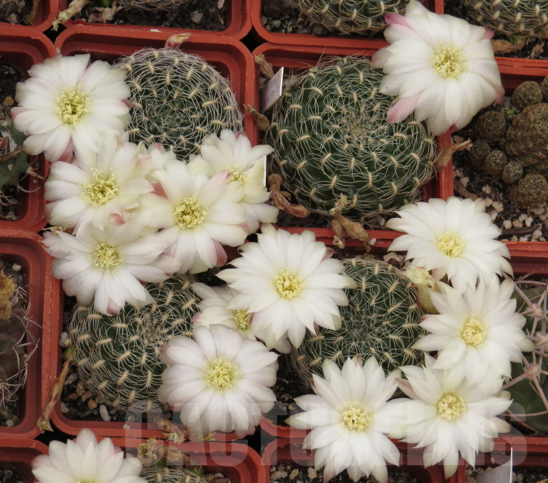 VVG41379 Sulcorebutia roberto-vasquezii seedling