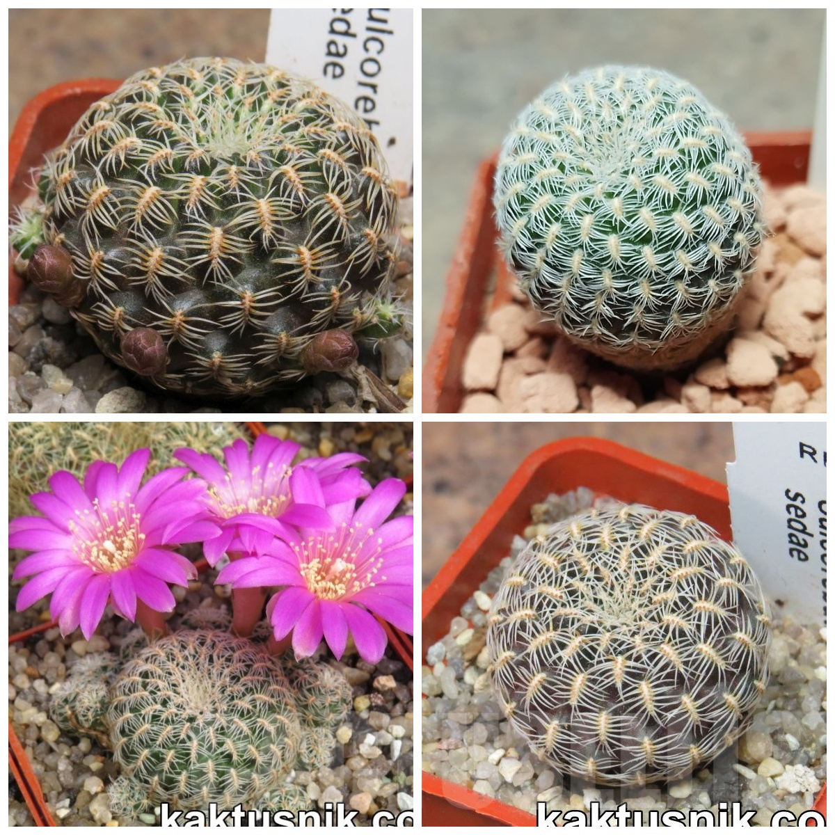 VVG2407 Sulcorebutia sedae 2 plants , seedling