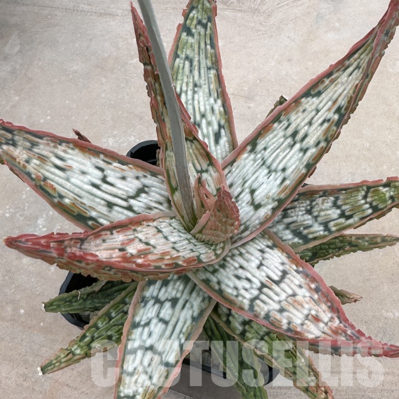 LOT872 10SEEDS Aloe EN30 harvest 2024