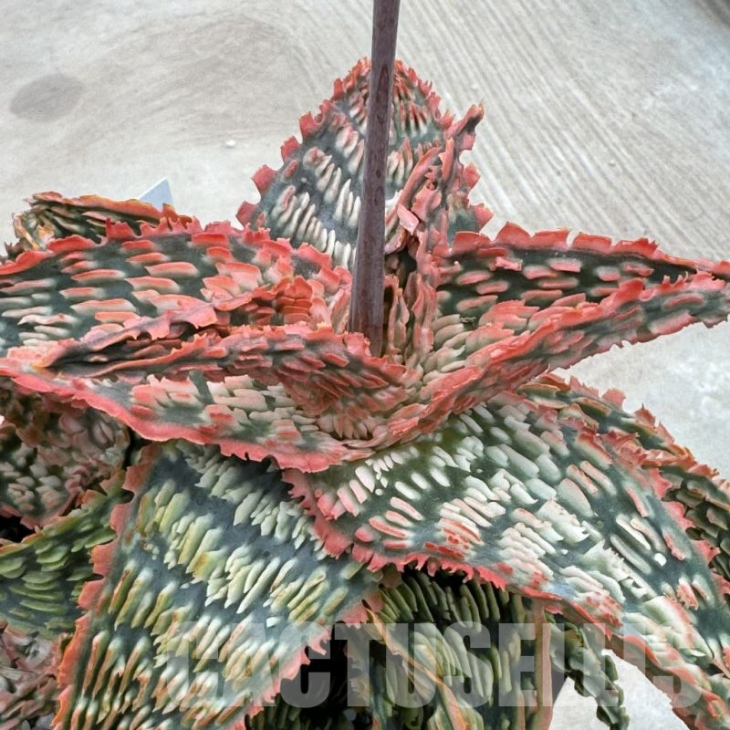 LOT869 10SEEDS Aloe EN33  harvest 2024