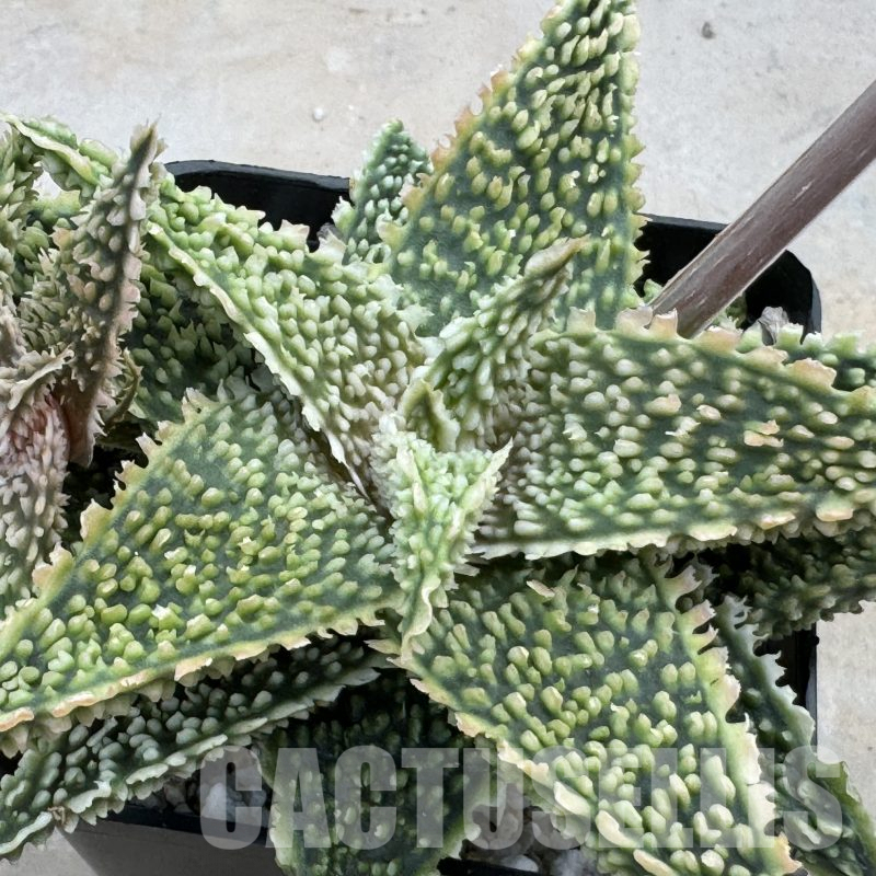 LOT874 10SEEDS Aloe EN41 harvest 2025