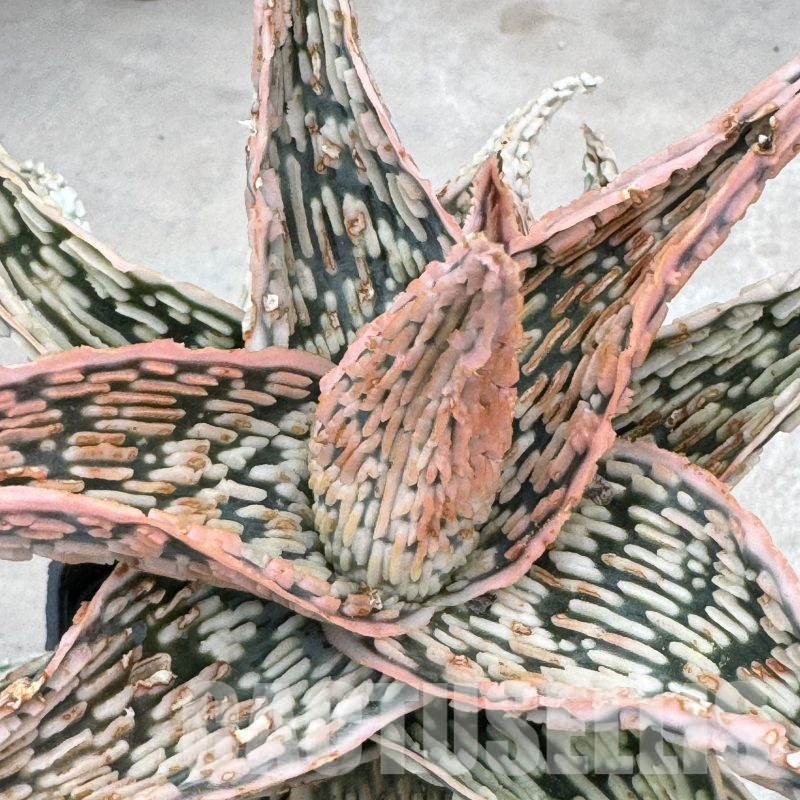 LOT870 10SEEDS Aloe EN61 harvest 2024