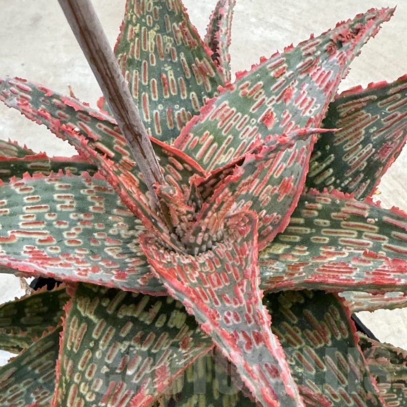 LOT875 20SEEDS Aloe EN71 harvest 2024