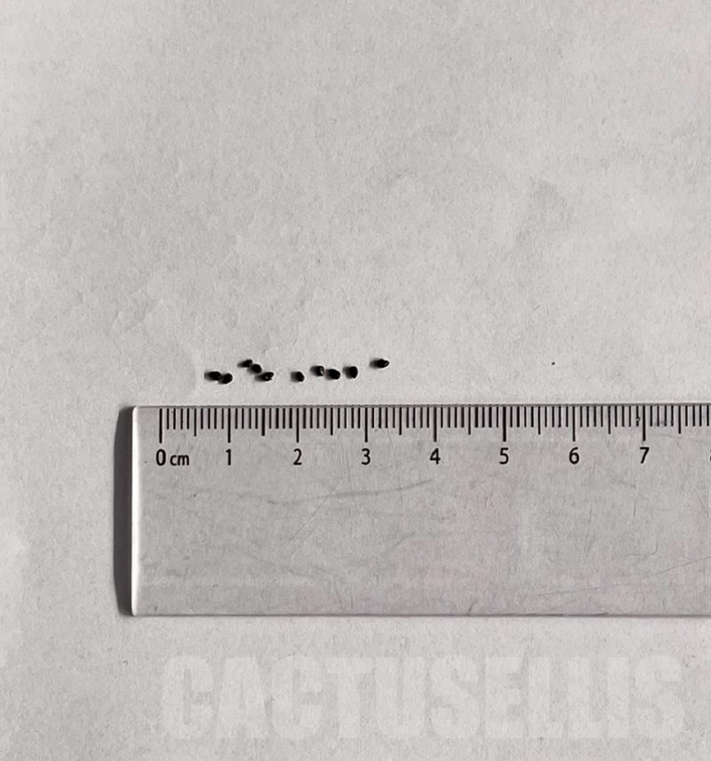 その他 Robin copiapoa x Poh robinceramicstudio その他 Robin copiapoa x Poh robinceramicstudio その他 Robin