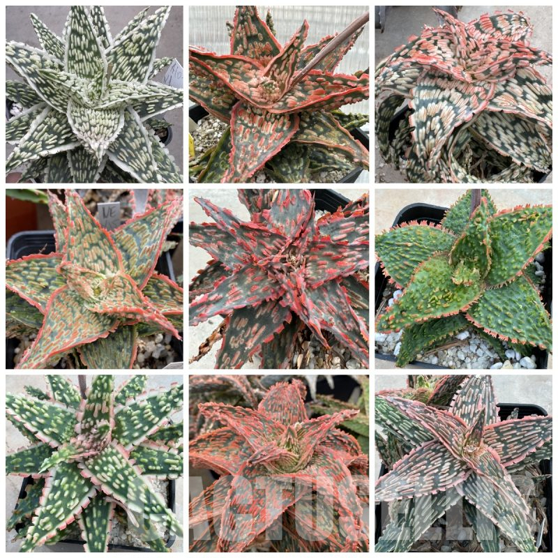 LOT871 20 SEEDS Aloe Hybrid MIX, 2024