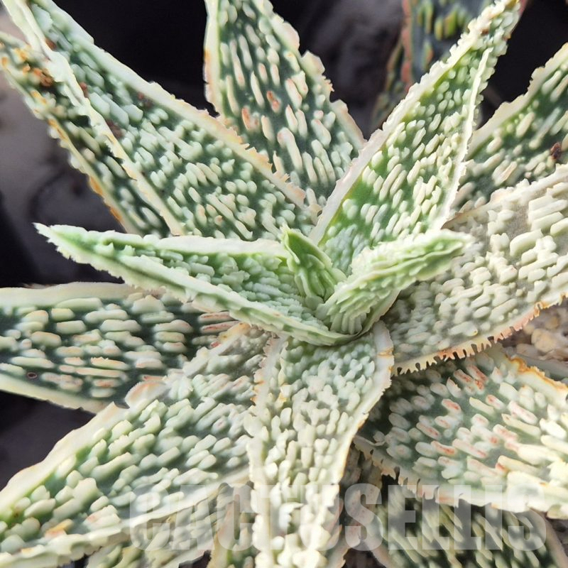 LOT876 10SEEDS Aloe EN105 harvest 2024