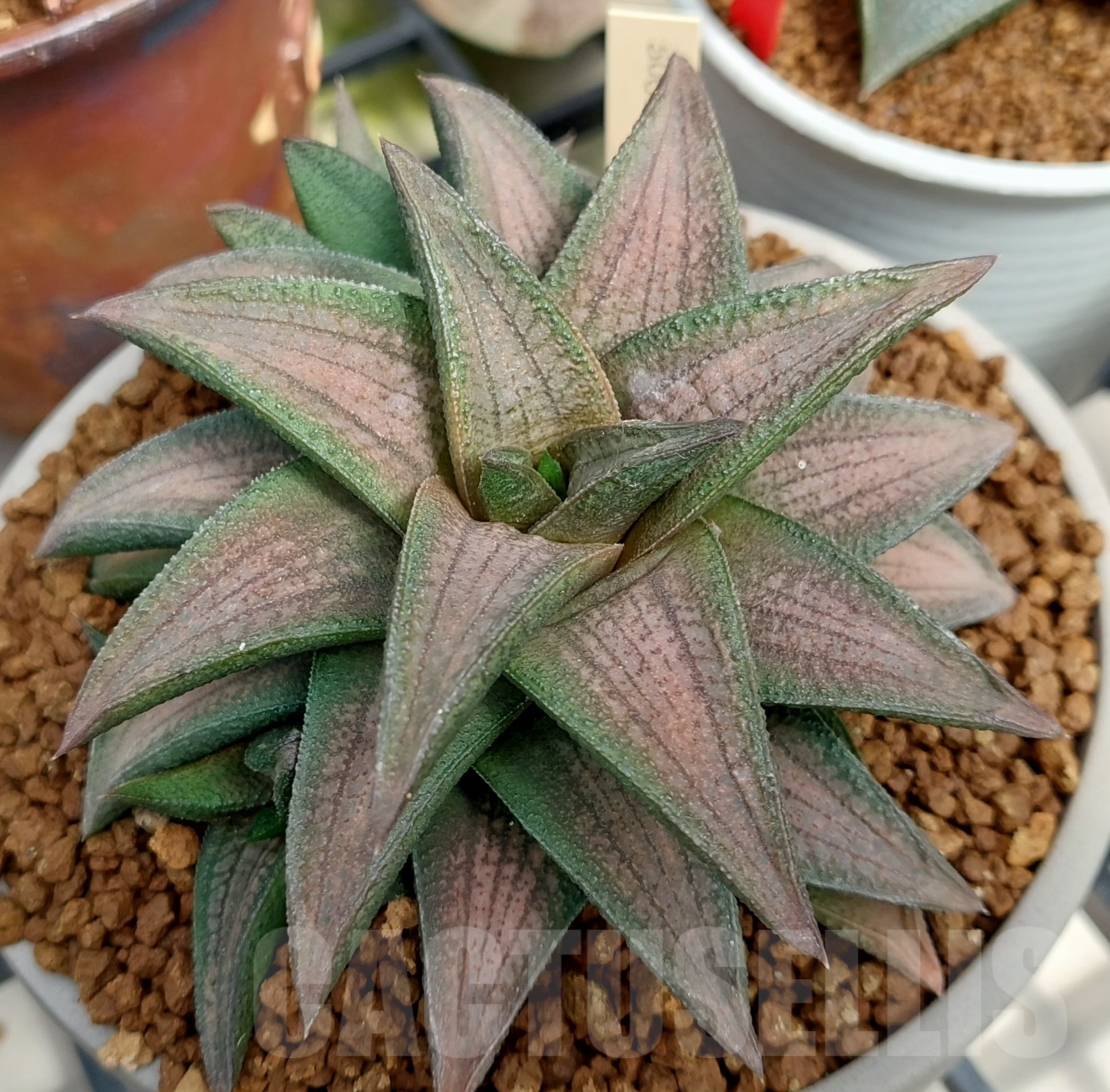SH1691 Haworthia 'Sugriva'