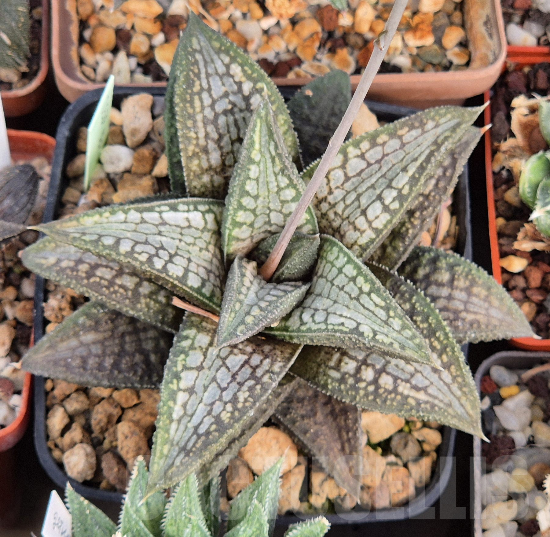SH1704 Haworthia 'Deep Sea'
