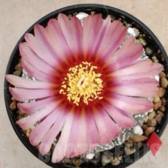 SH2344 Astrophytum asterias ‘Super Kabuto’ ‘Akabana’ clon 10