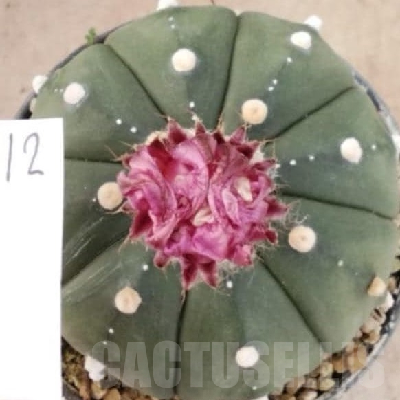 SH2559 Astrophytum asterias ‘Super Kabuto’ ‘Akabana’ clon 12 - Image 2