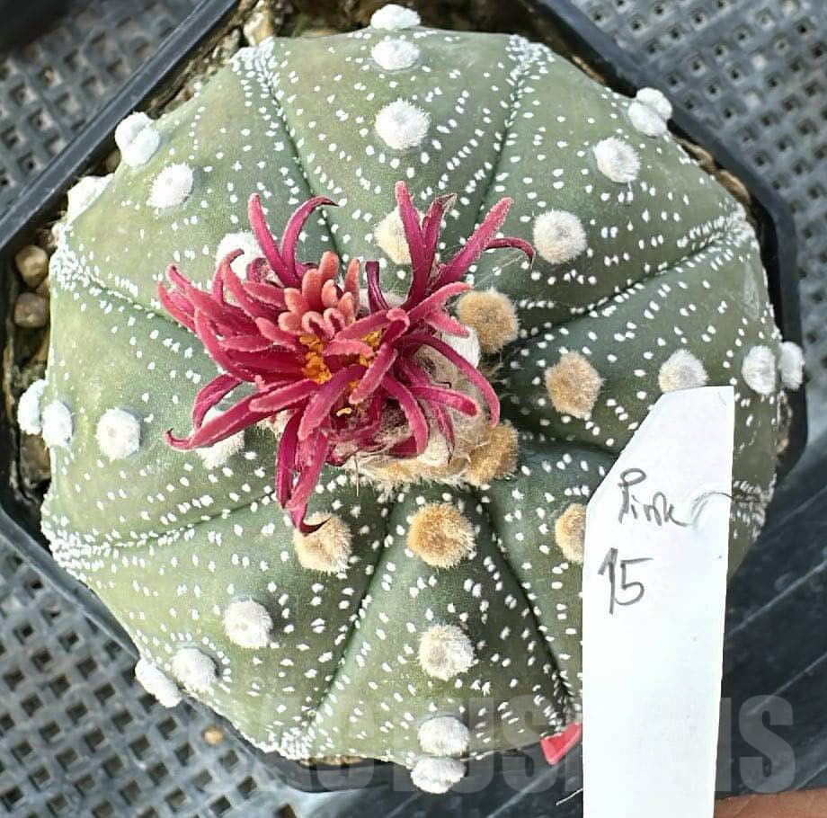 SH2343 Astrophytum asterias ‘Super Kabuto’ ‘Shinshowa’ clon 15
