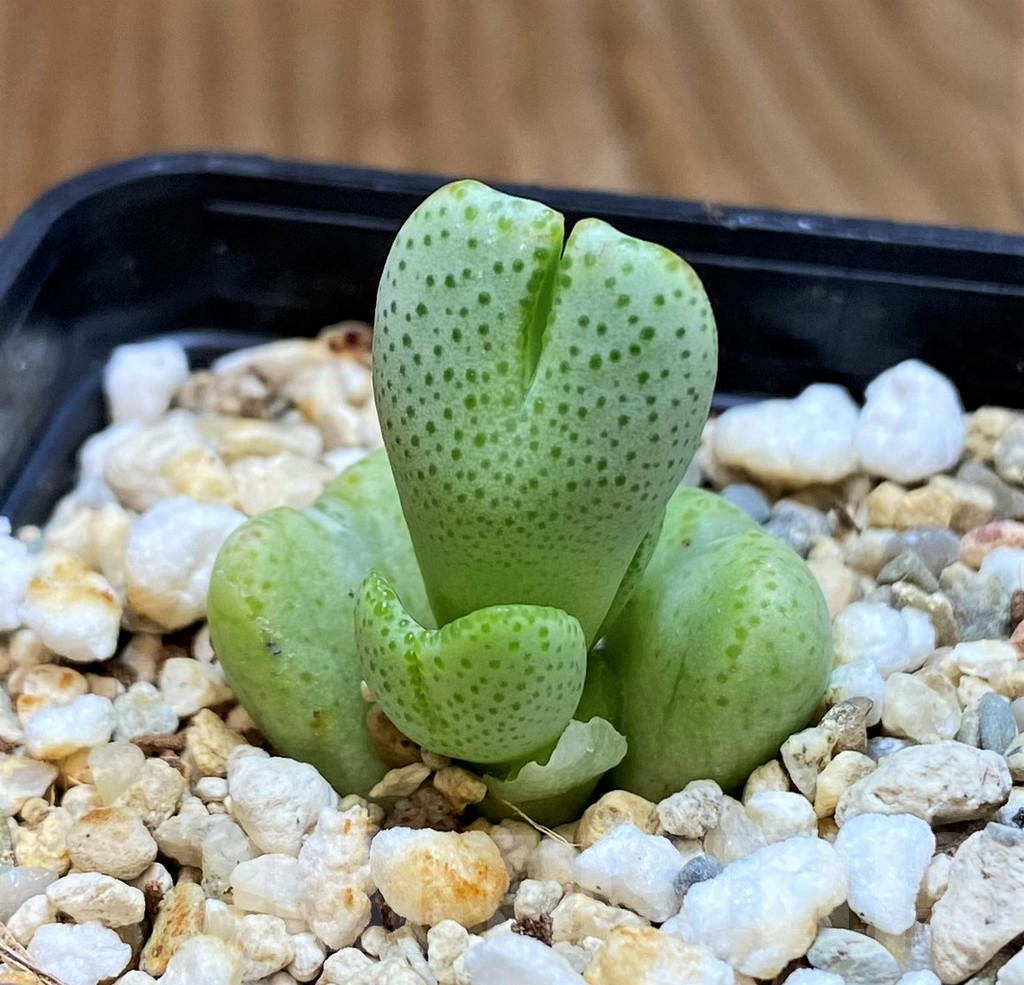 SH11940 Conophytum ernianum