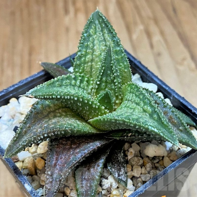 SH1700 Haworthia 'Onigawara' A