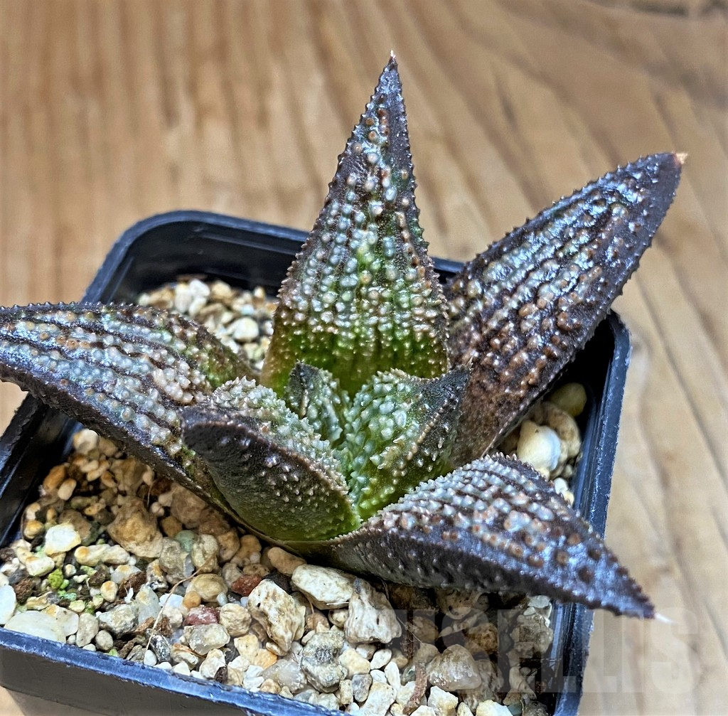 SH1712 Haworthia LKLA x koelmaniorum
