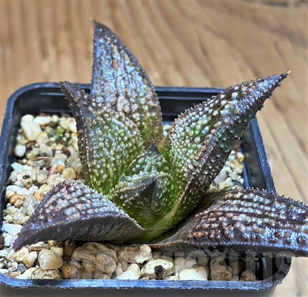 SH1712 Haworthia LKLA x koelmaniorum - Obrázek 2