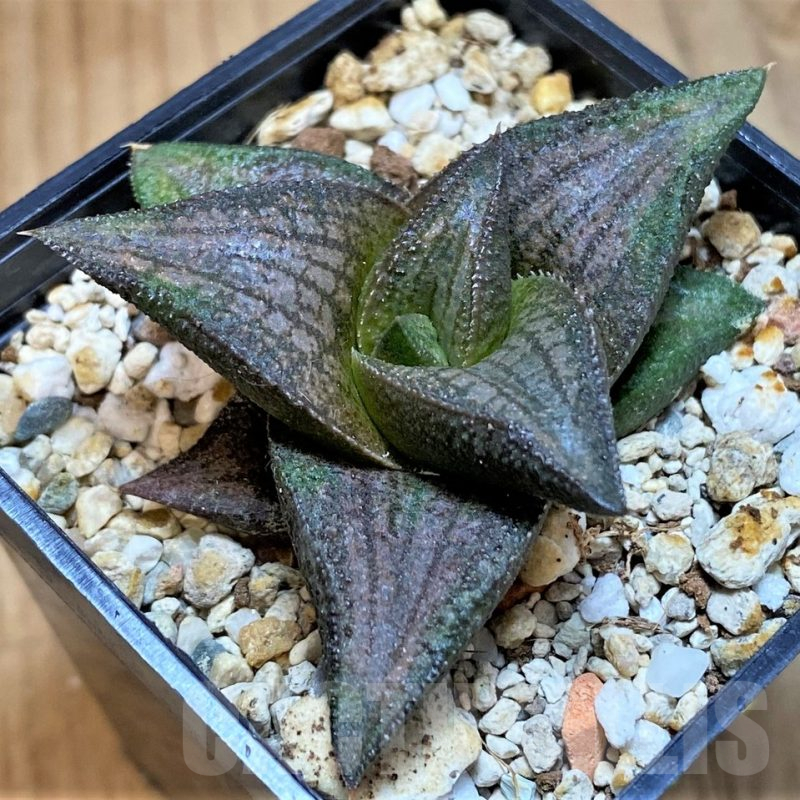 SH1827 Haworthia koelmaniorum Thai hybrid