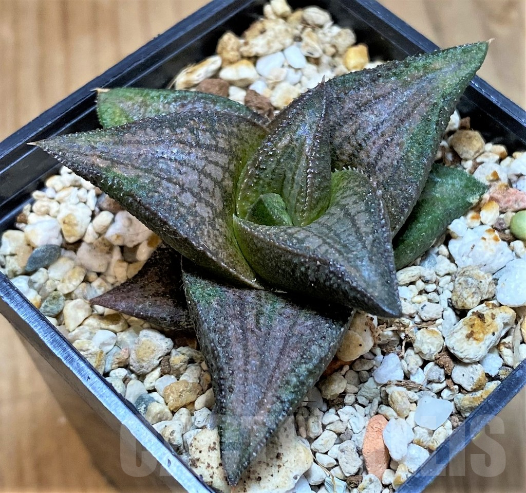 SH1827 Haworthia koelmaniorum Thai hybrid
