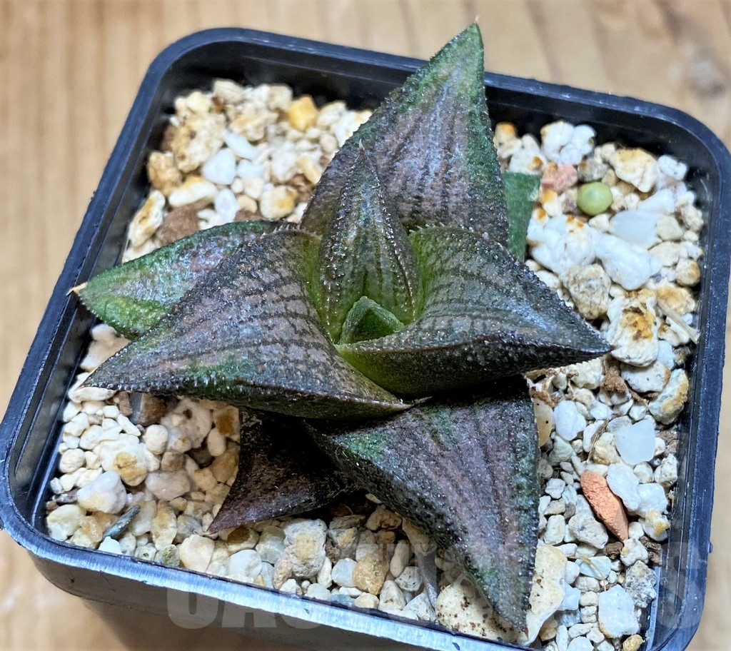 SH1827 Haworthia koelmaniorum Thai hybrid - Image 2