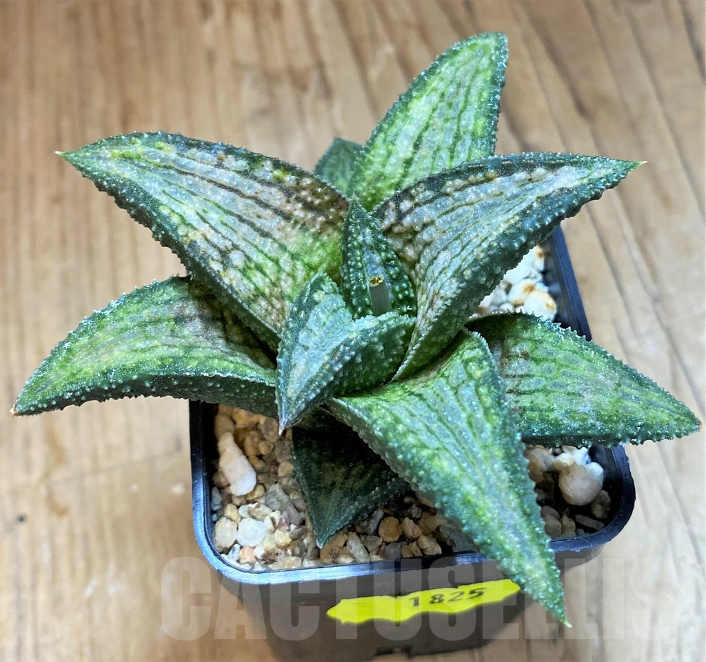 SH1825 Haworthia koelmaniorum Thai hybrid