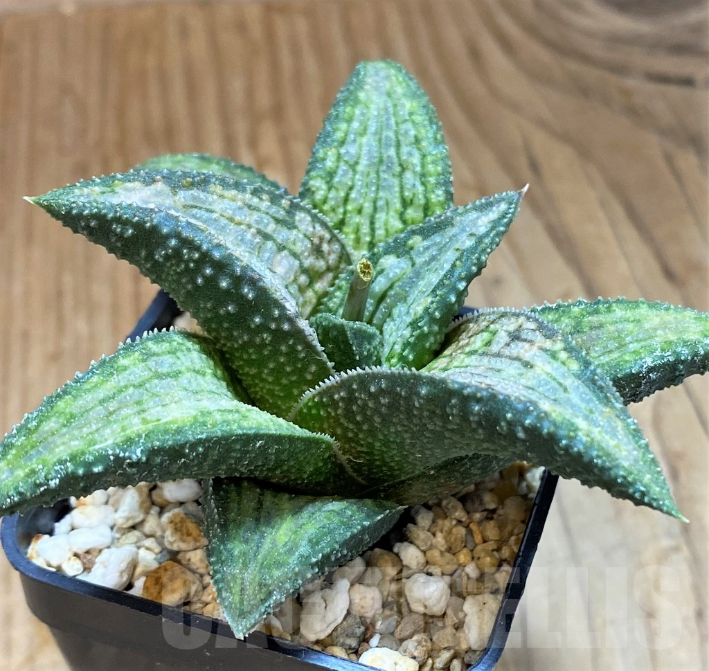 SH1825 Haworthia koelmaniorum Thai hybrid - immagine 2