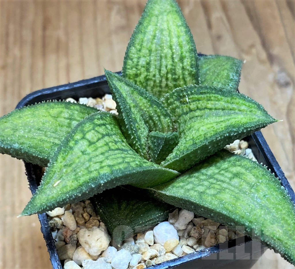 SH1687 Haworthia koelmaniorum 'Thai' hybrid