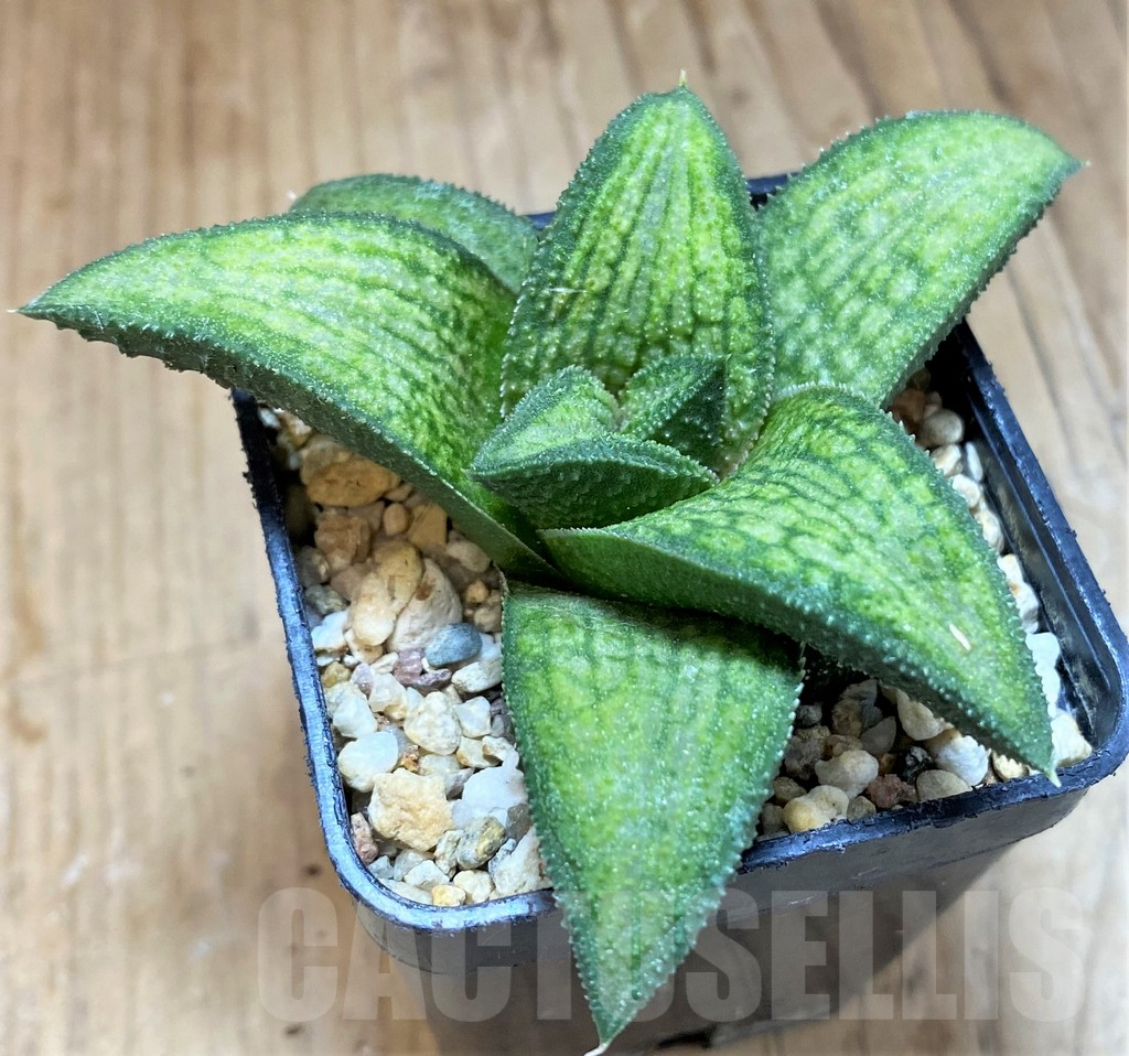 SH1687 Haworthia koelmaniorum 'Thai' hybrid - Obrázek 2