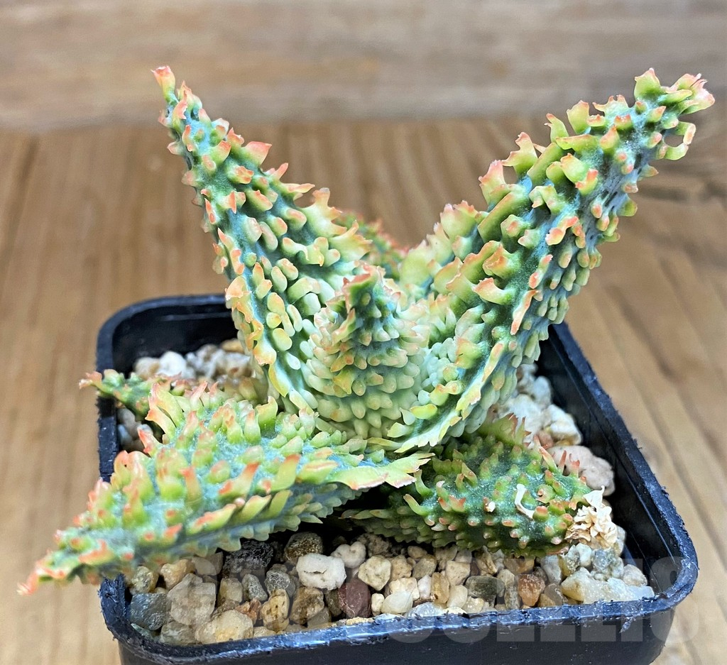 SH14251 Aloe TCT hybrid