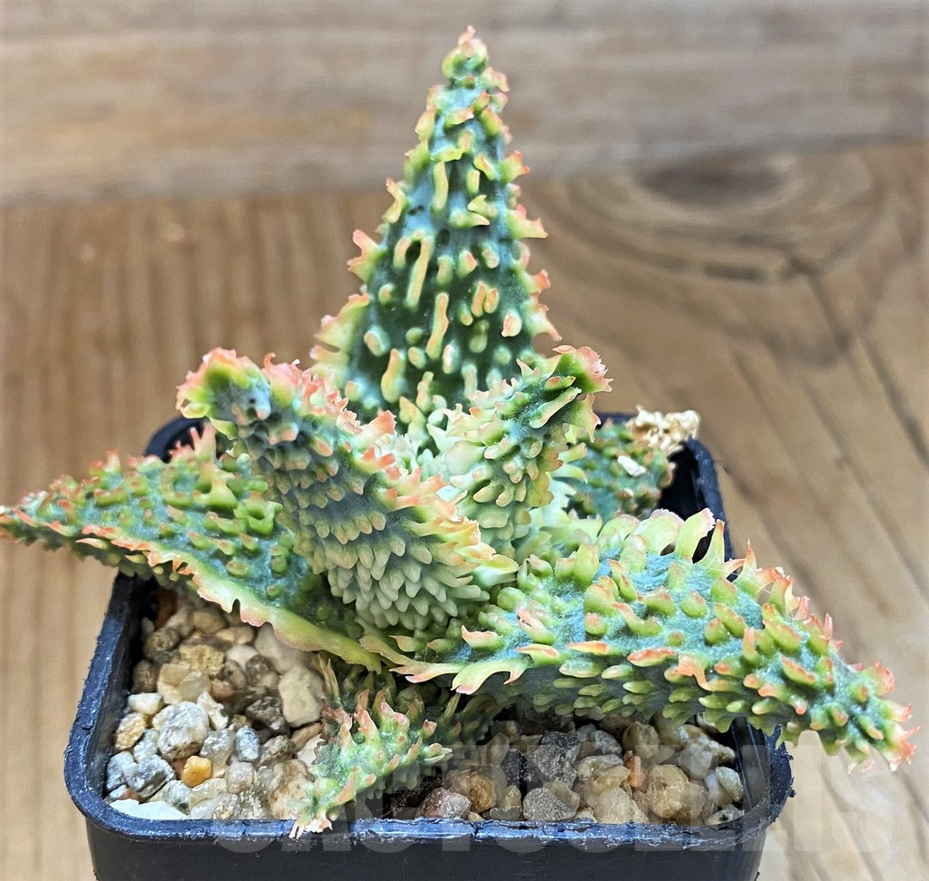 SH14251 Aloe TCT hybrid - Image 2