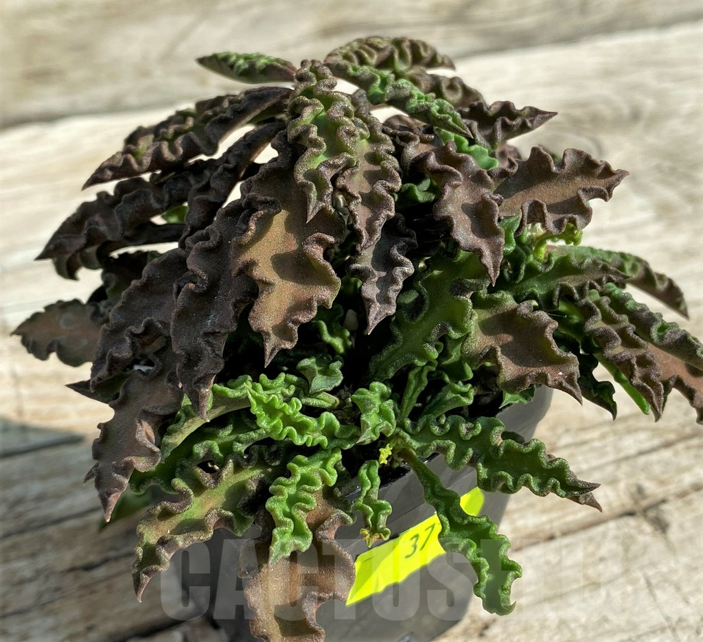 SH3711 Euphorbia decaryi v. spirosticha