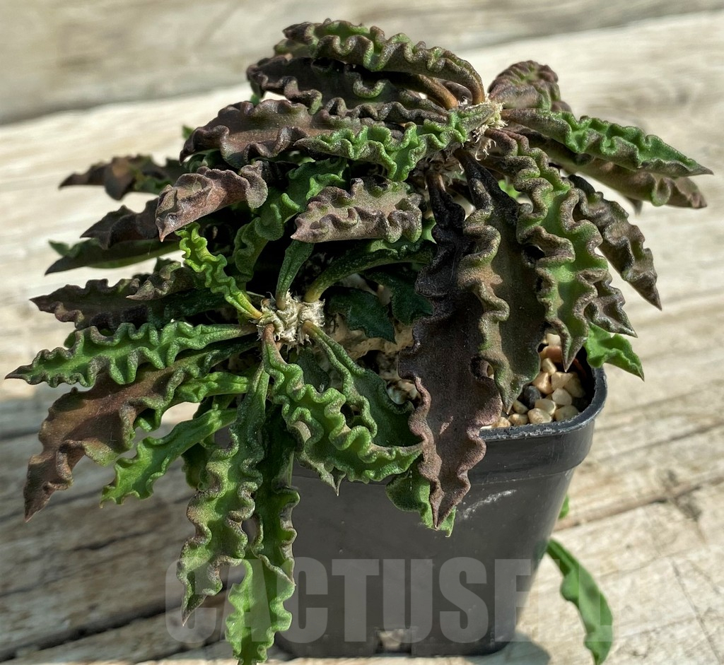 SH3711 Euphorbia decaryi v. spirosticha - Obrázek 2