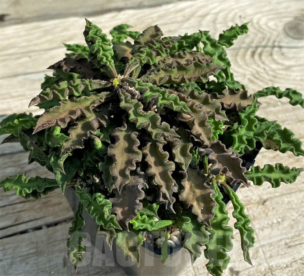 SH1560 Euphorbia decaryi v. spirosticha - Image 2