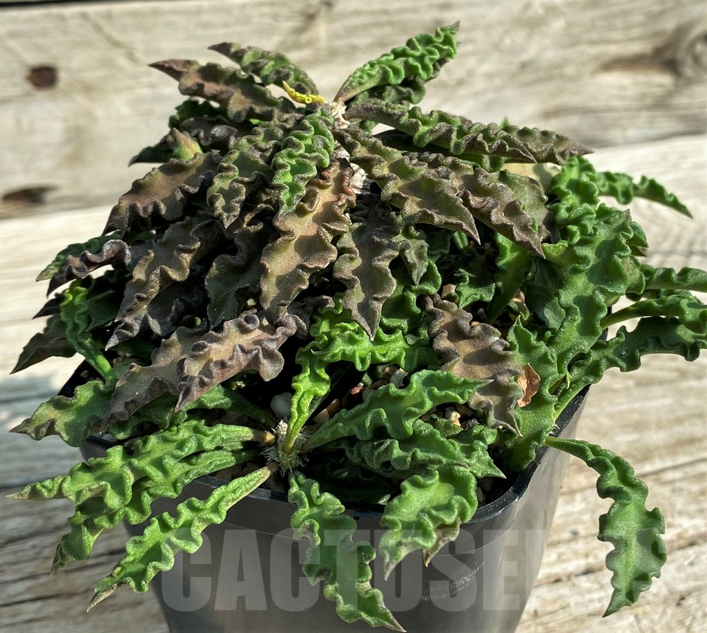 SH1560 Euphorbia decaryi v. spirosticha