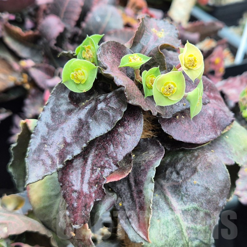 VVG3667 Euphorbia francoisii 'Black leaf'
