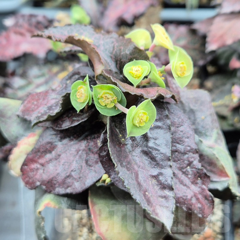 VVG3668 Euphorbia francoisii 'Black leaf'