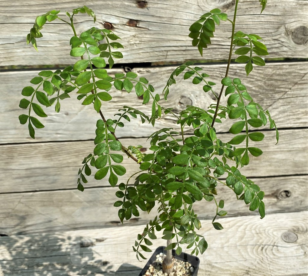 SH2751 Operculicarya borealis, seedling