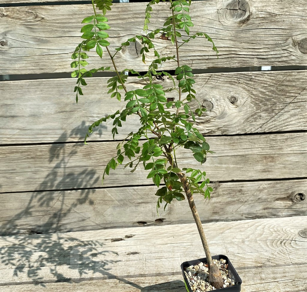 SH2751 Operculicarya borealis, seedling - immagine 2