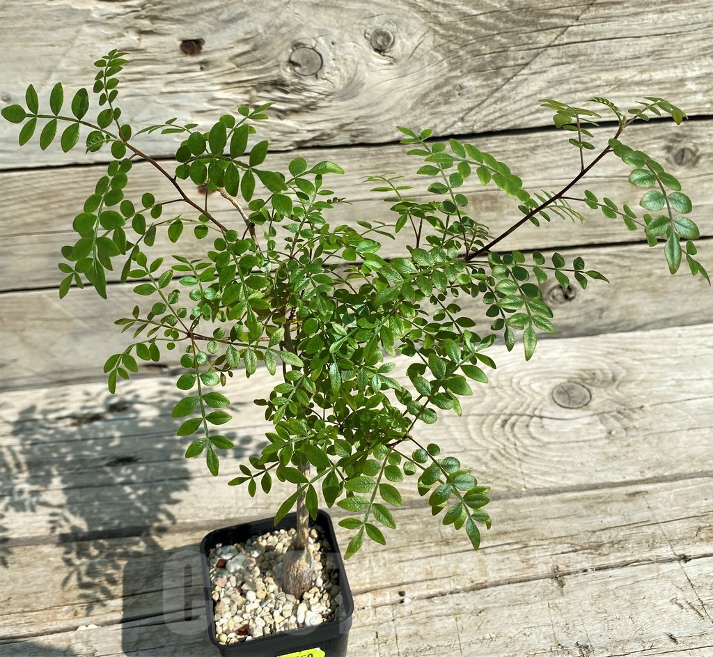 SH2750 Operculicarya borealis, seedling - immagine 2