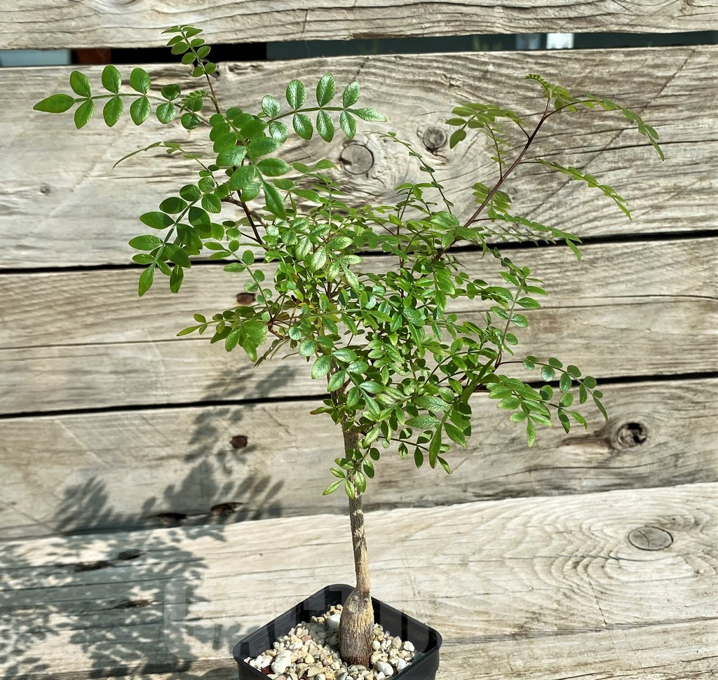 SH2750 Operculicarya borealis, seedling