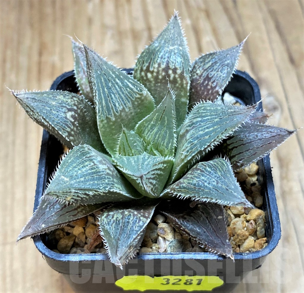 SH3281 Haworthia 'Yumedono' hybrid - Image 2