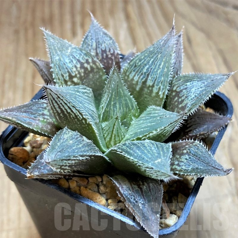 SH3281 Haworthia 'Yumedono' hybrid