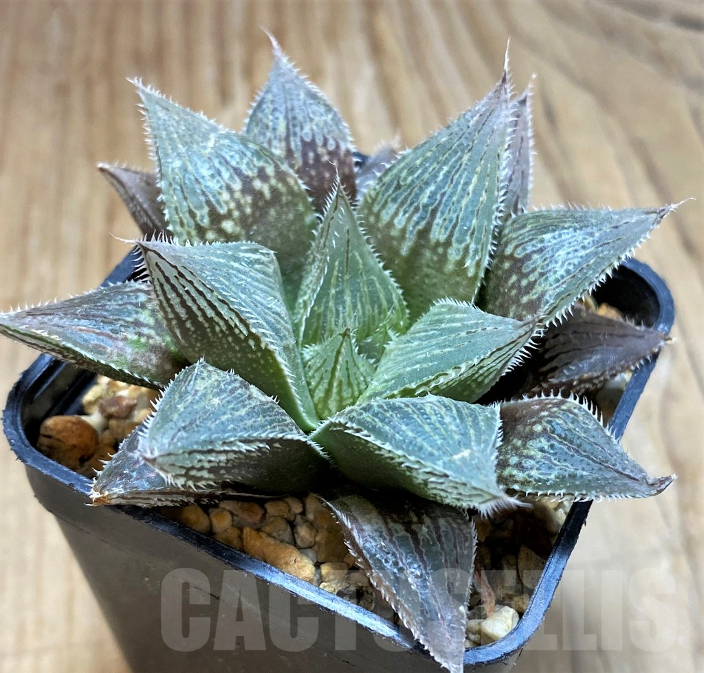 SH3281 Haworthia 'Yumedono' hybrid