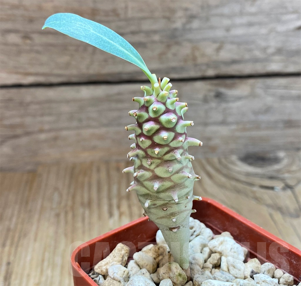 SH2437 Euphorbia longituberculosa